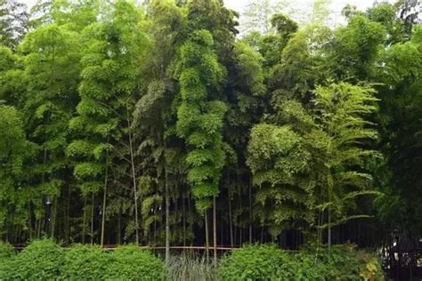 仙桃樹風水|庭院種什麼樹最吉利·植物風水